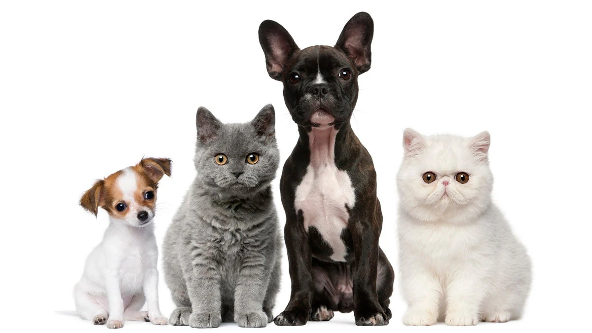 Choosing Furniture for a House with Pets